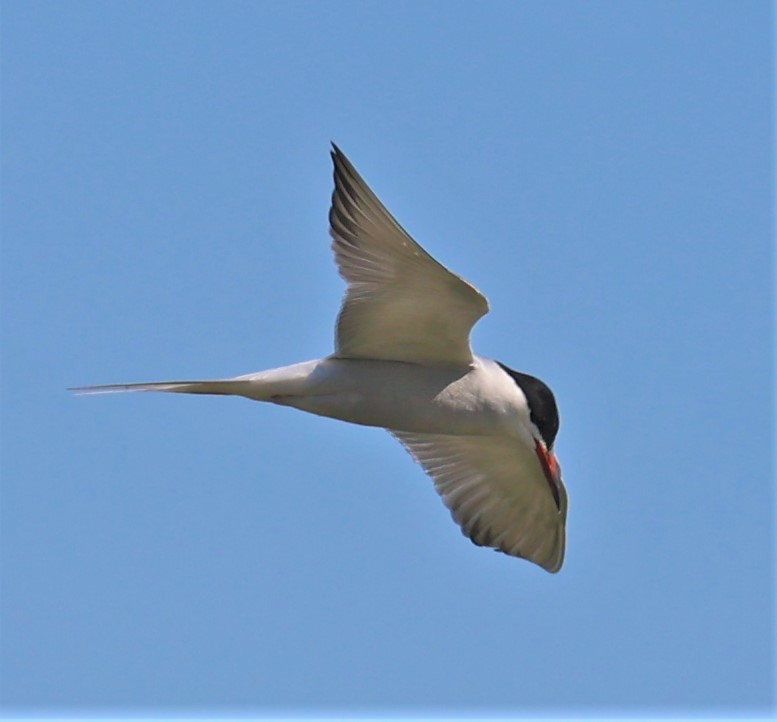 Common Tern - ML646682594