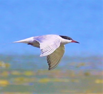 Common Tern - ML646682596