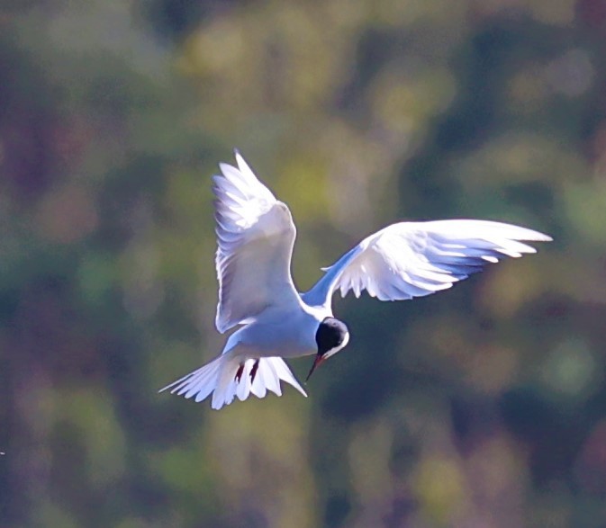 Common Tern - ML646682597