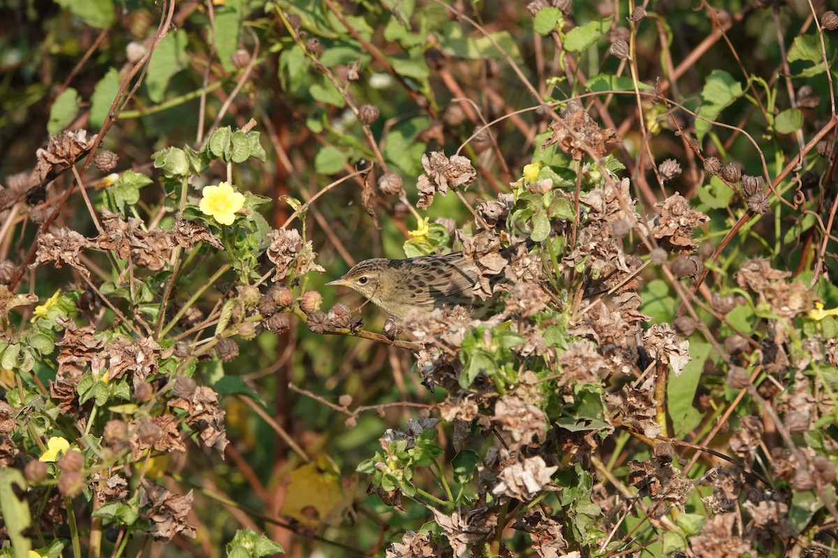Locustelle tachetée - ML646682600