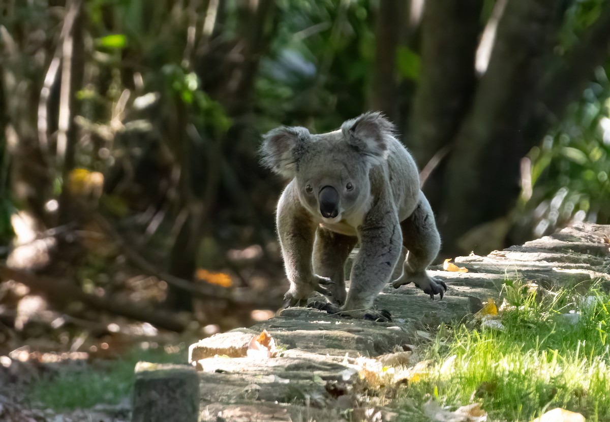 Animals - ML646682603