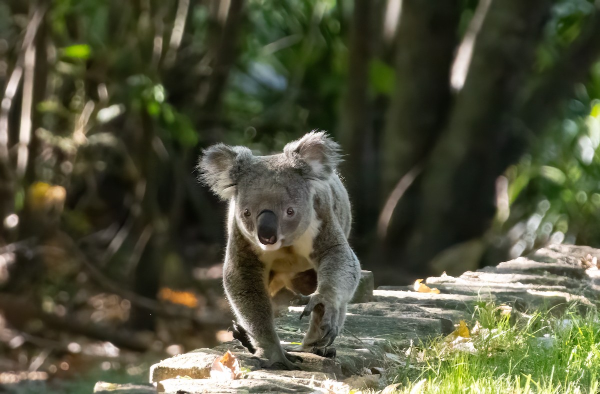 Animals - ML646682604