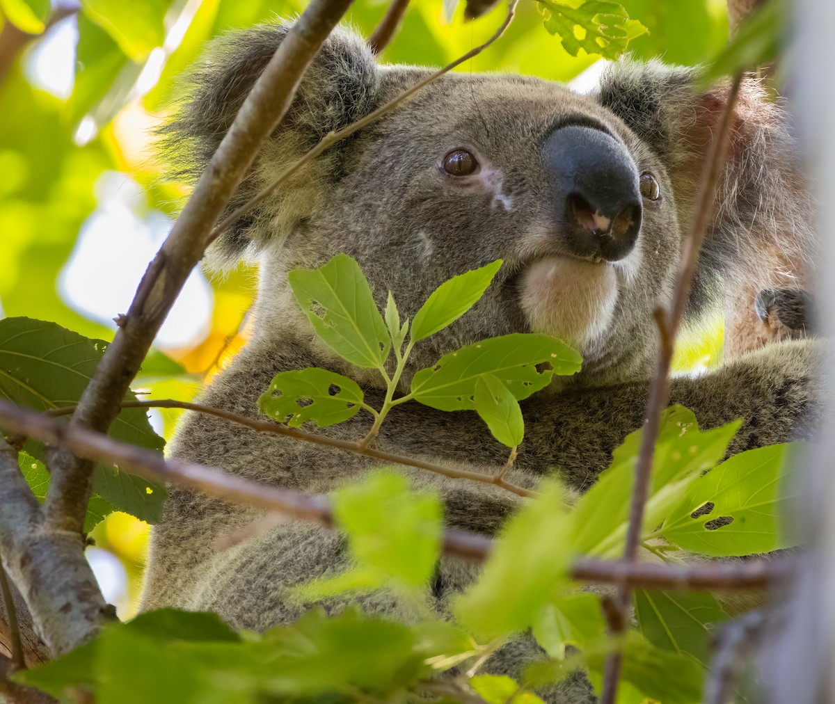 Animals - ML646682605