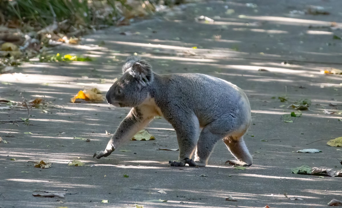 Animals - ML646682606