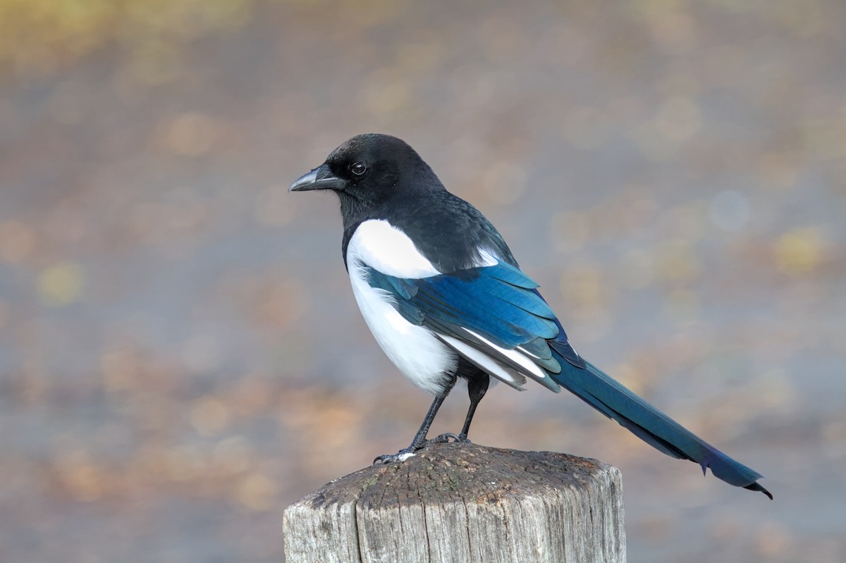 Eurasian Magpie - ML646682610