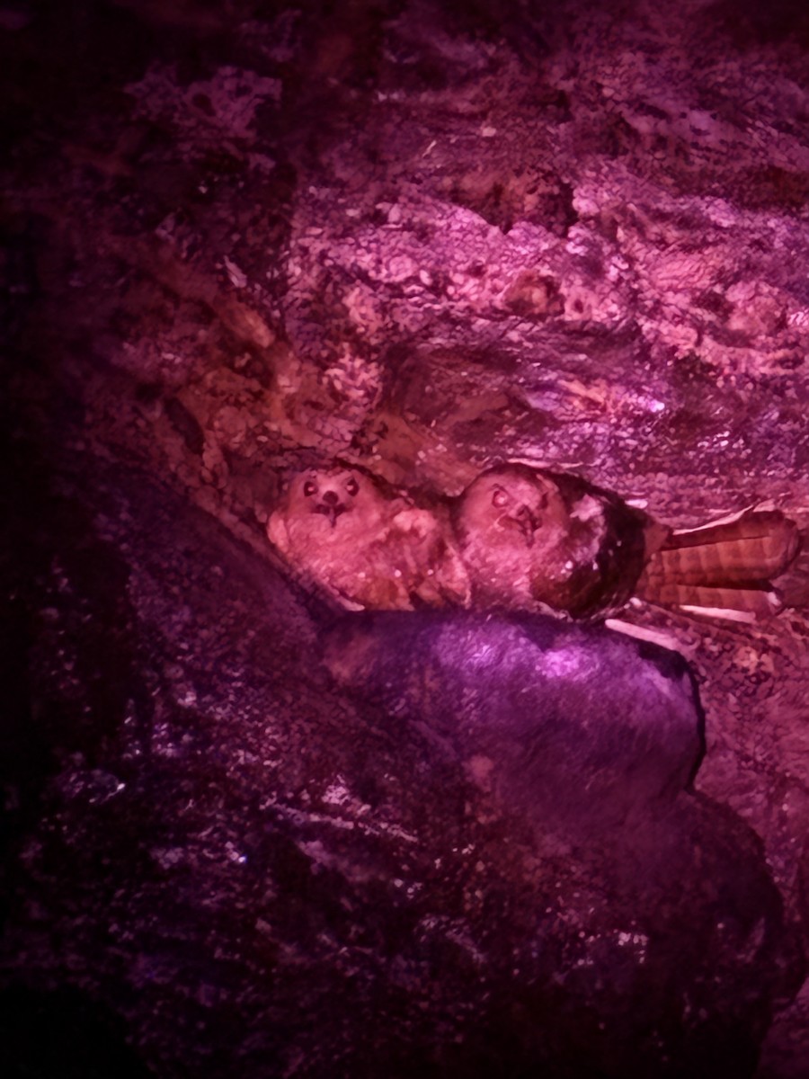 Fettschwalm - ML646682612