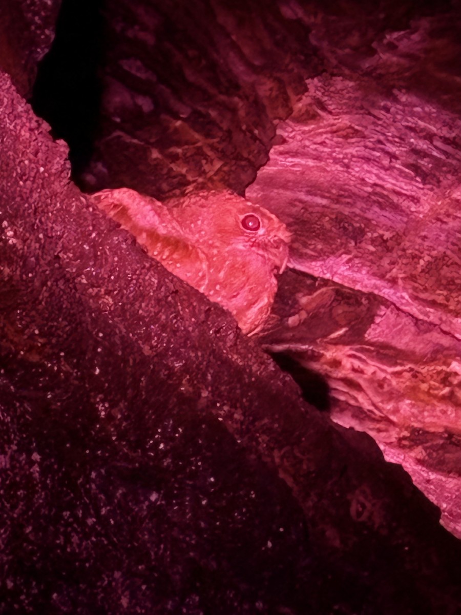 Fettschwalm - ML646682613