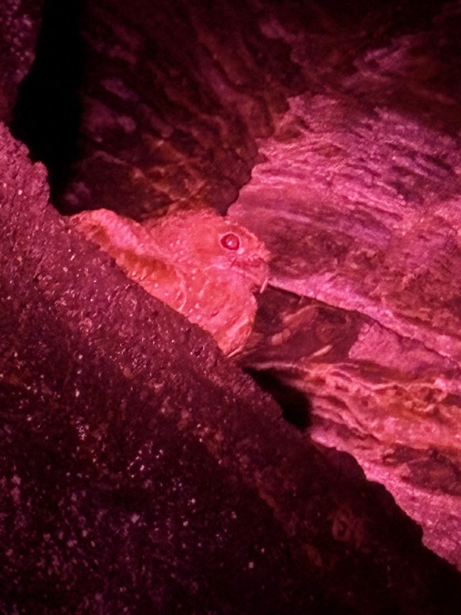 Fettschwalm - ML646682615