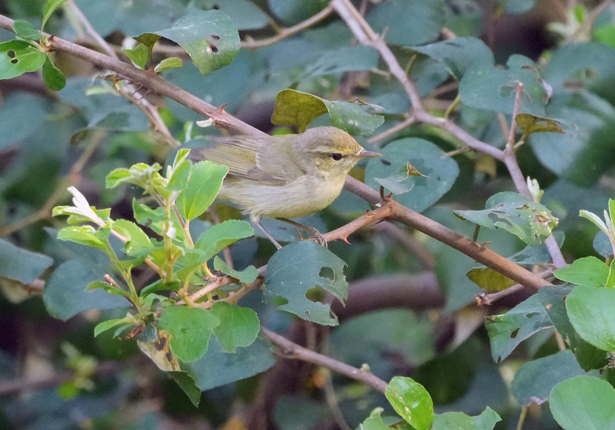 østsanger - ML646682616