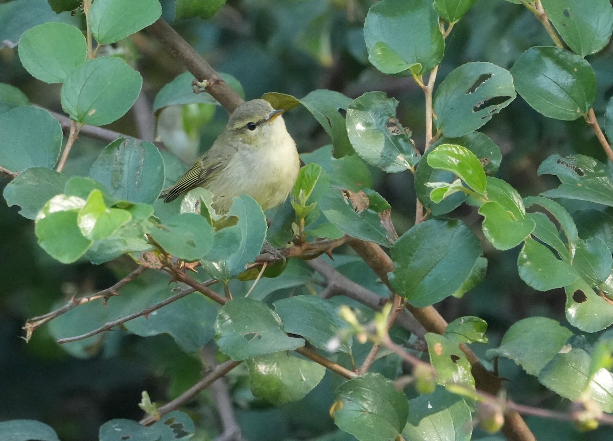 østsanger - ML646682617