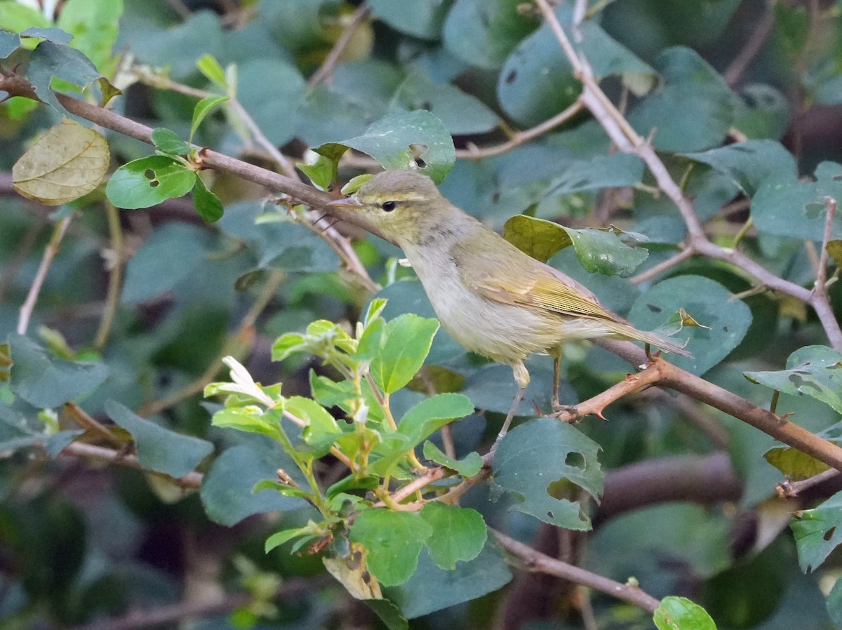 østsanger - ML646682618