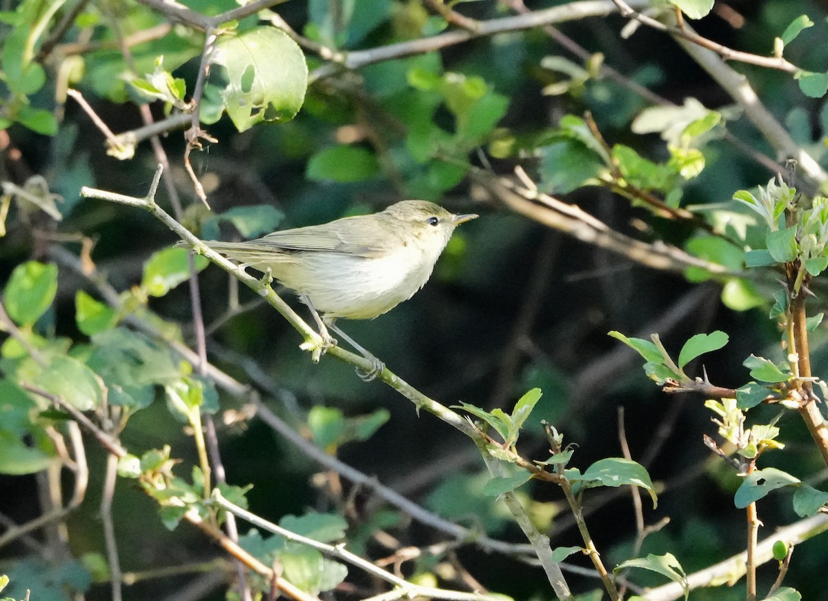 østsanger - ML646682619