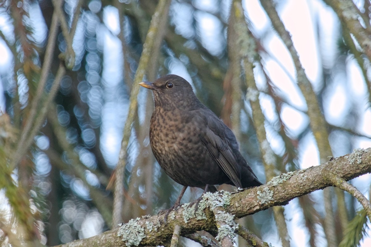 Eurasian Blackbird - ML646682620