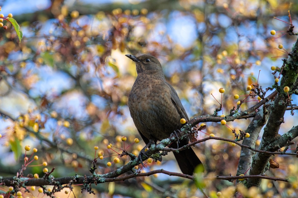 Eurasian Blackbird - ML646682621
