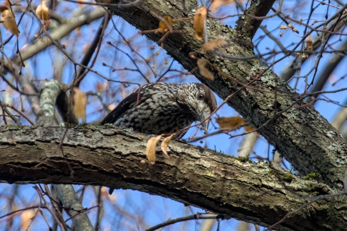 Northern Nutcracker - ML646682622