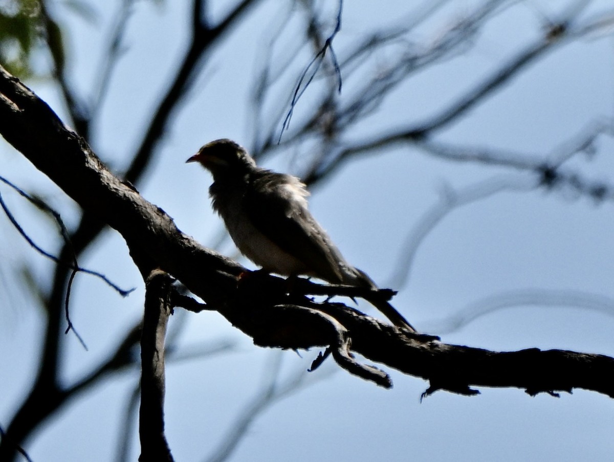 Манорина акацієва - ML646682623