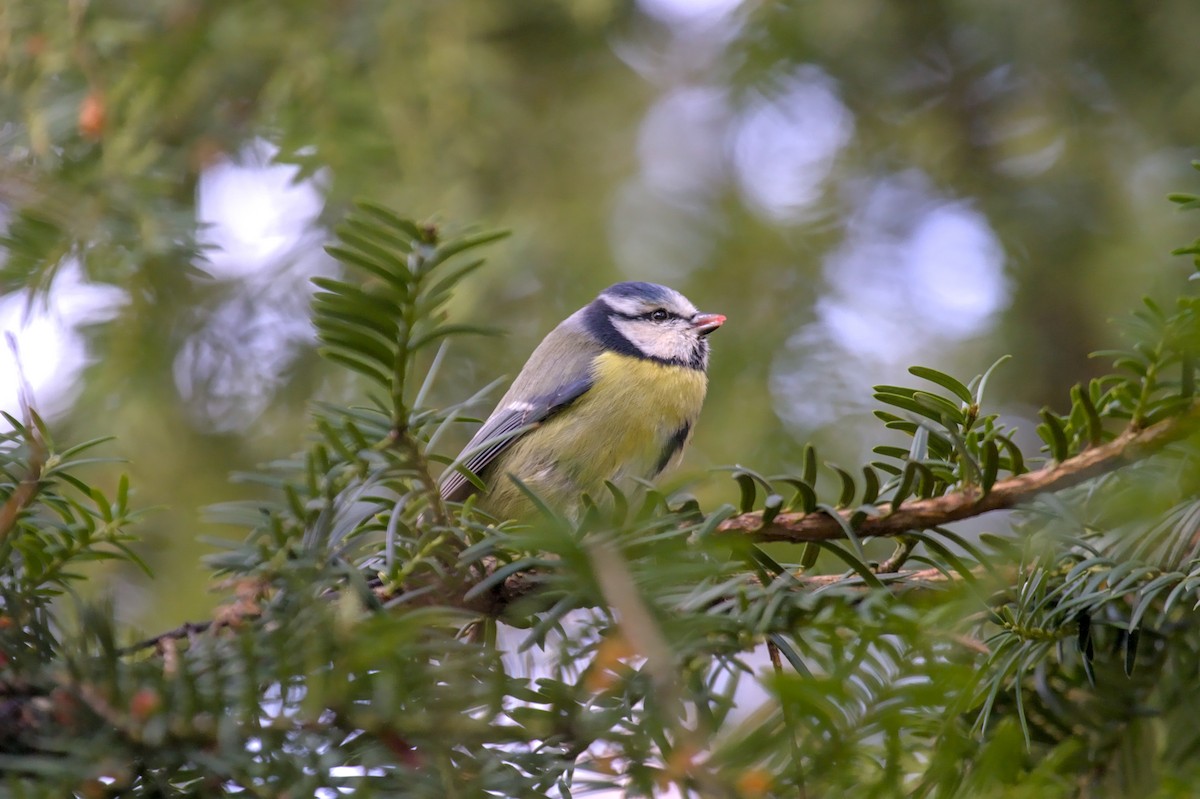 Eurasian Blue Tit - ML646682624