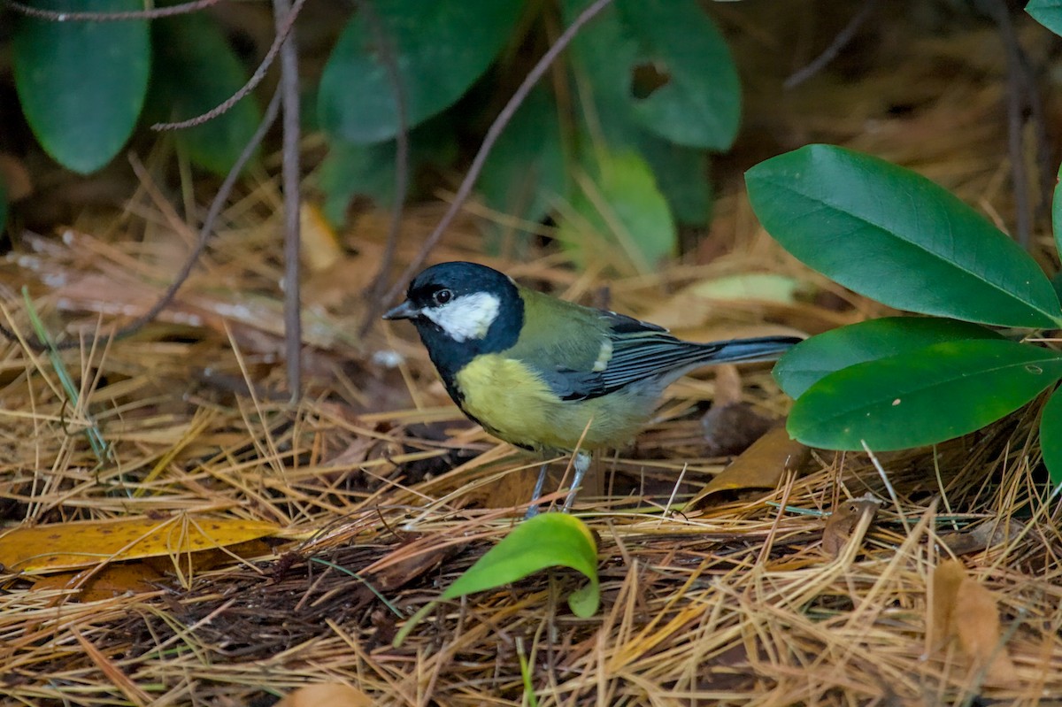 Great Tit - ML646682632