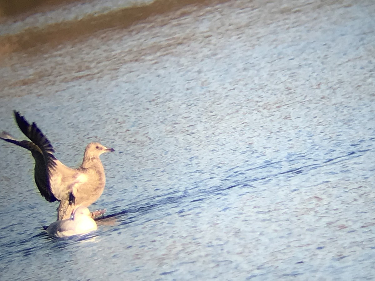 racek americký - ML646682633