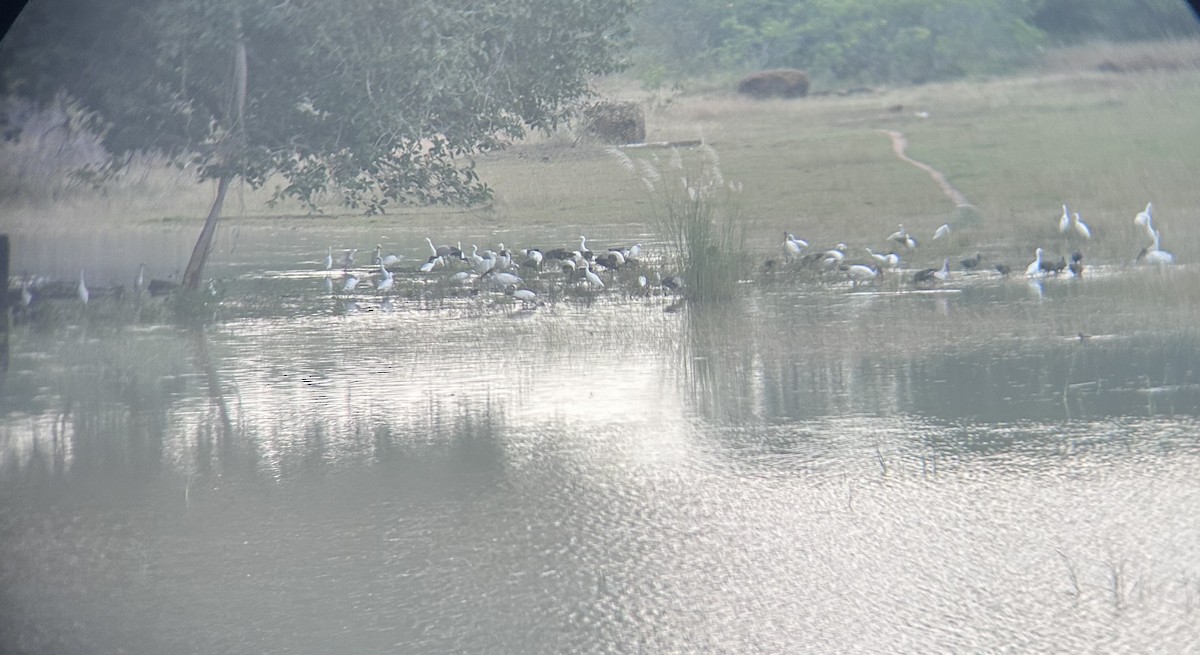 Black-headed Ibis - ML646682634