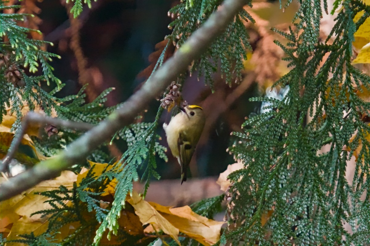 Goldcrest - ML646682635