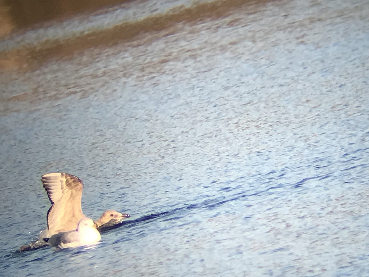 racek americký - ML646682637