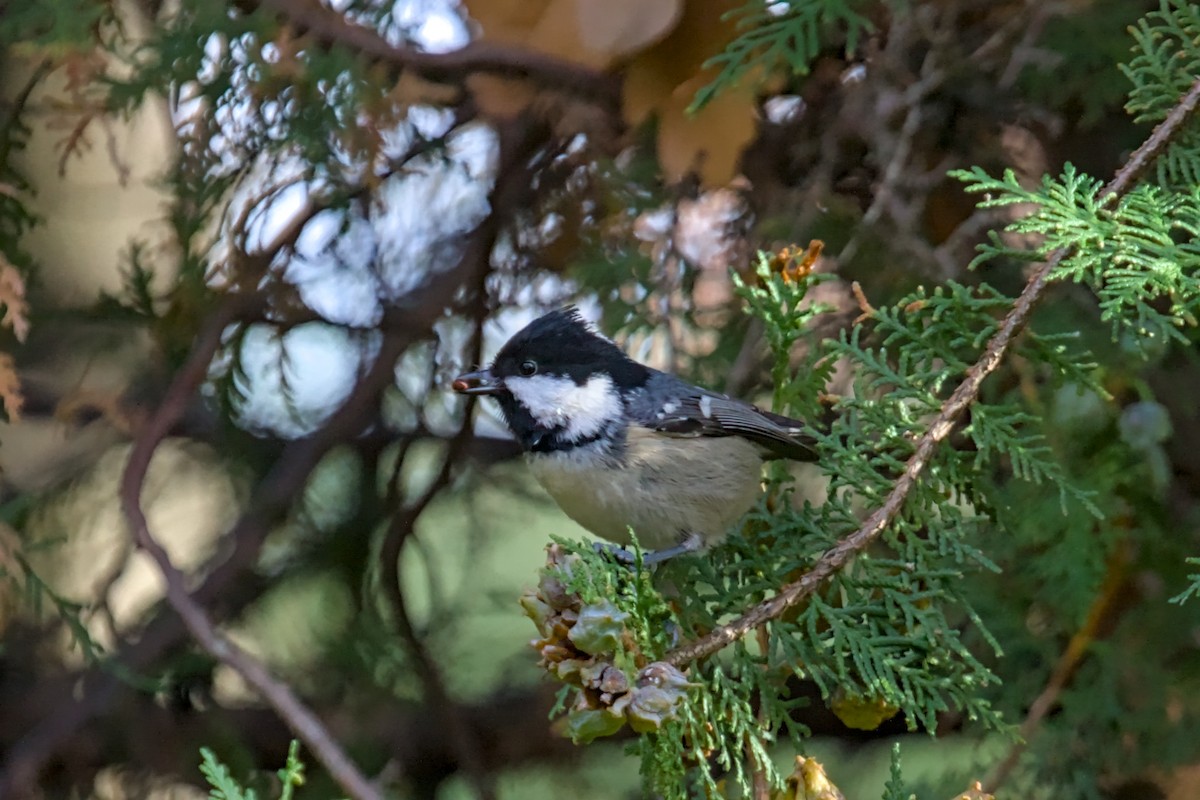 Coal Tit - ML646682638