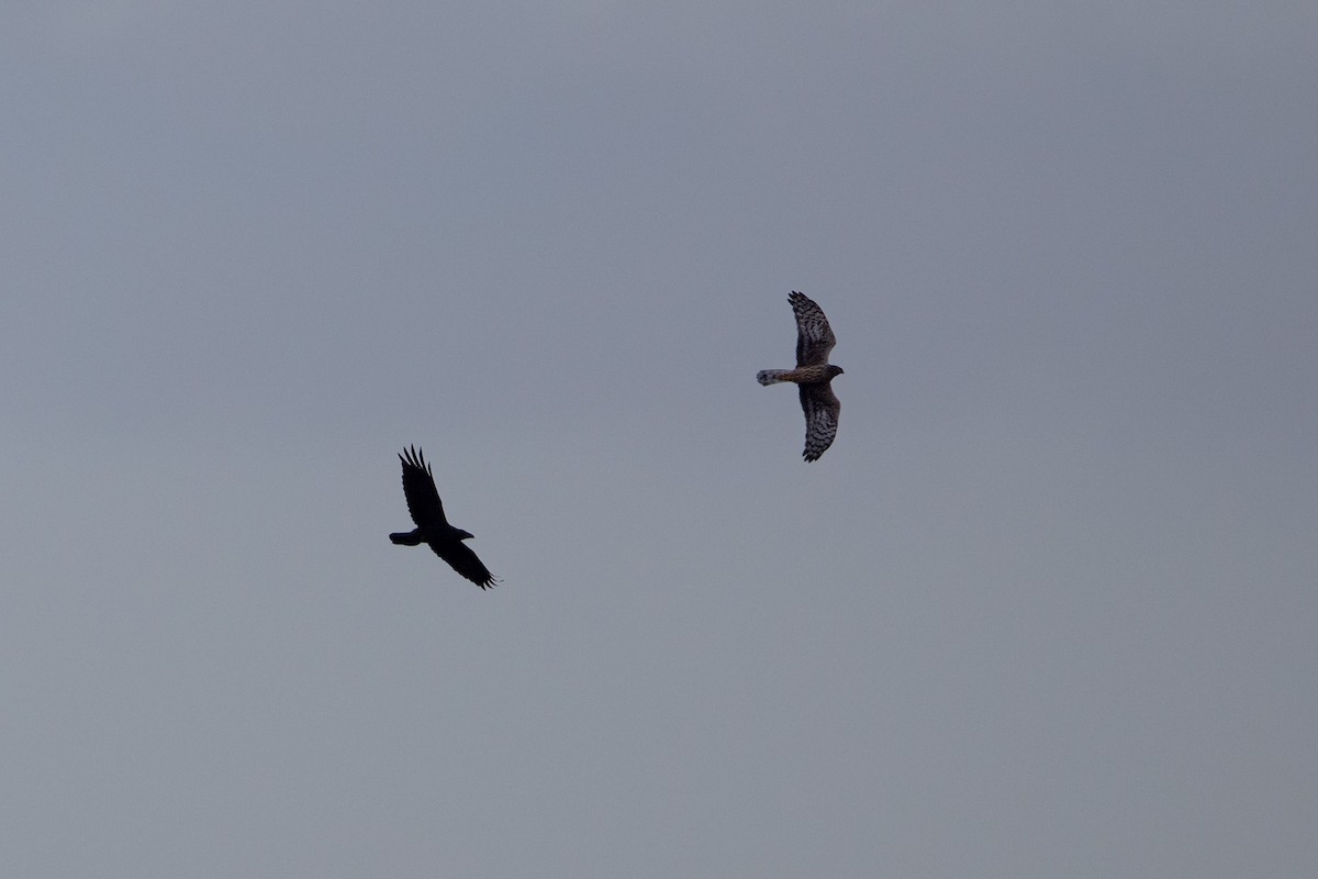 Busard Saint-Martin - ML646682639