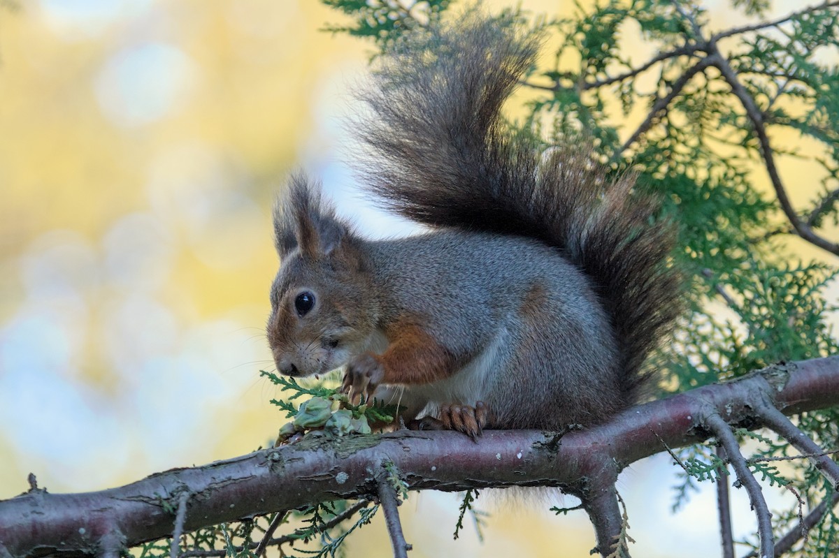 Eurasian Red Squirrel - ML646682641