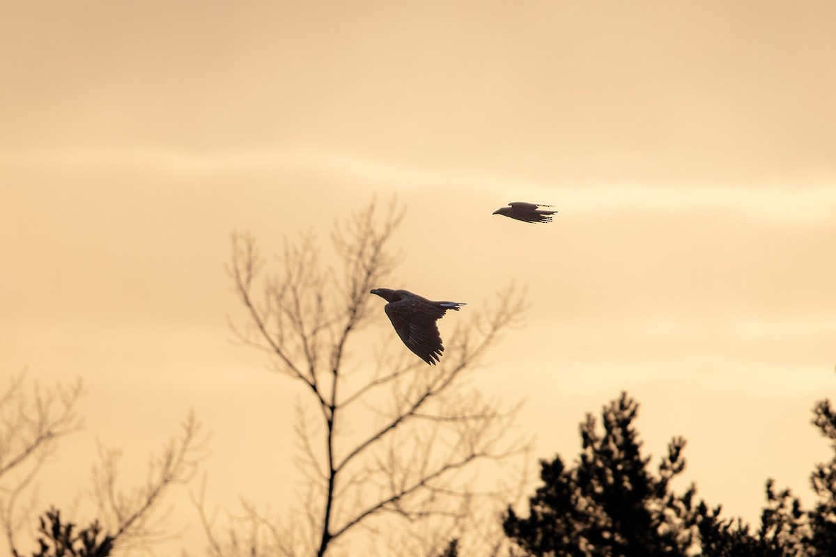 Pygargue à queue blanche - ML646682643