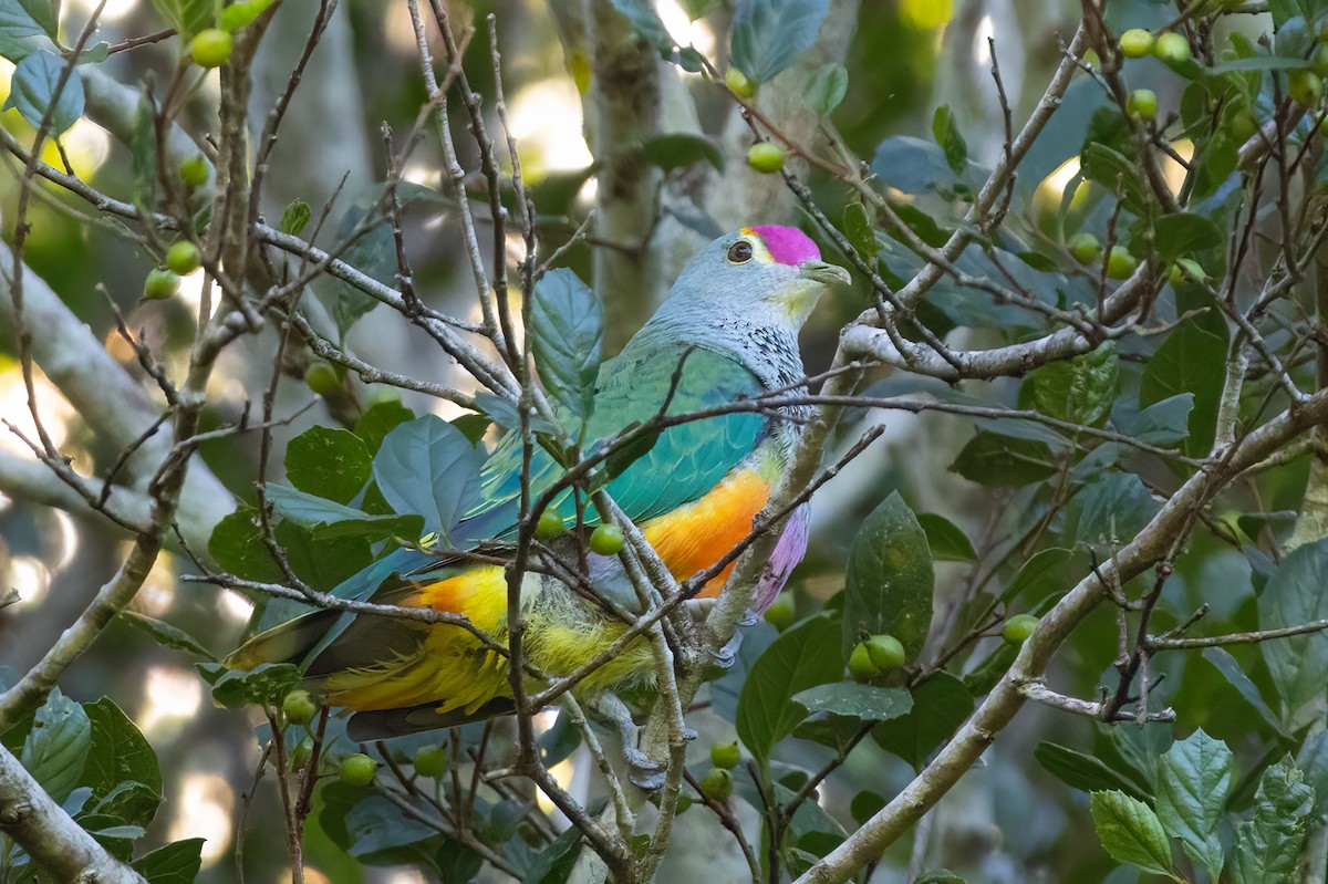 Rose-crowned Fruit-Dove - ML646682646