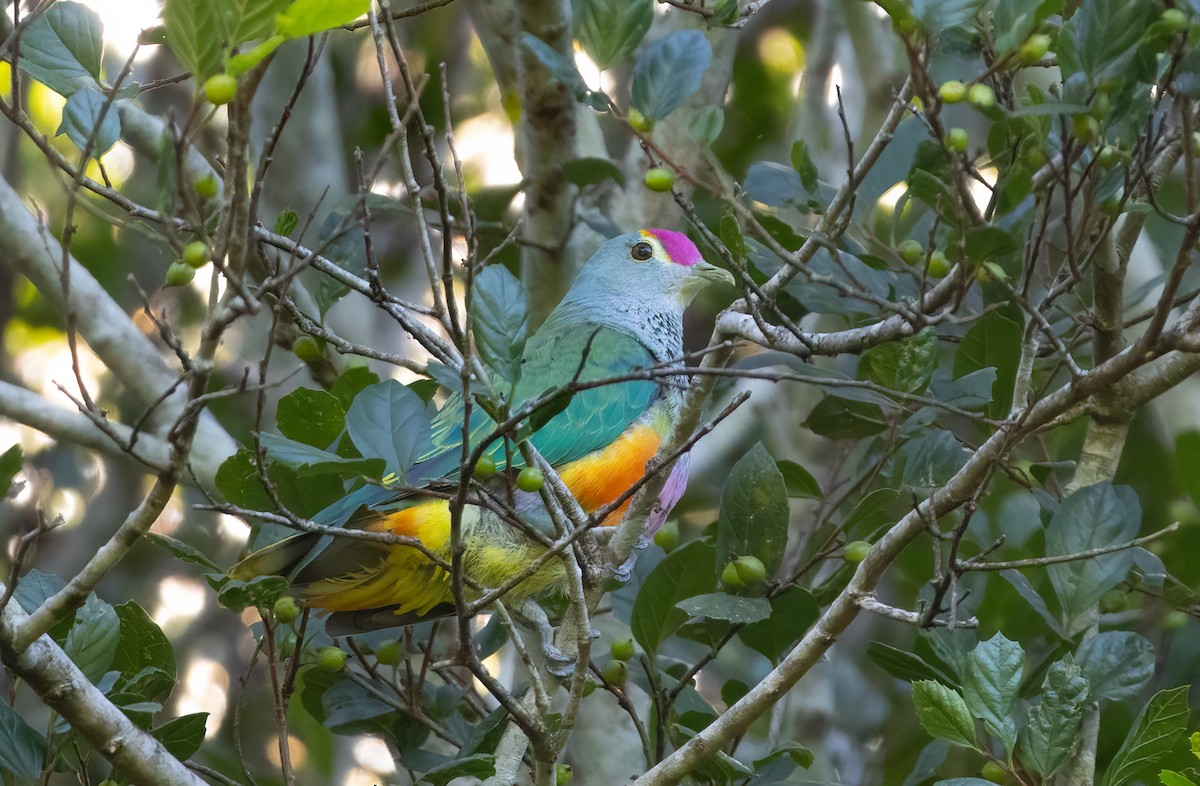 Rose-crowned Fruit-Dove - ML646682647