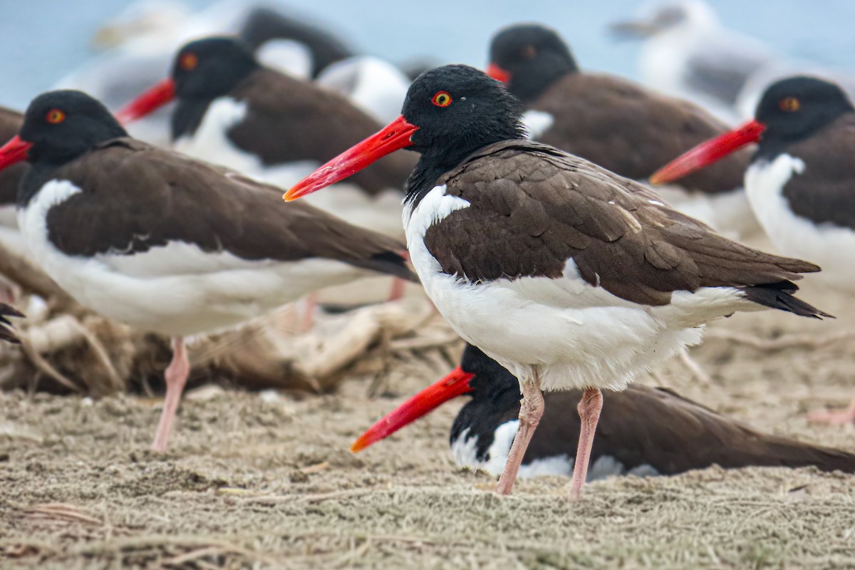 Кулик-сорока американський - ML646682654