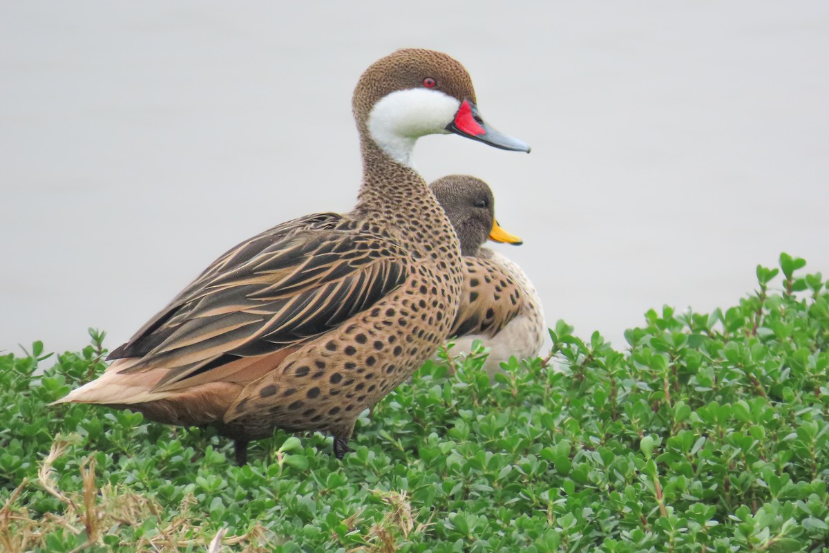 Шилохвіст білощокий - ML646682655