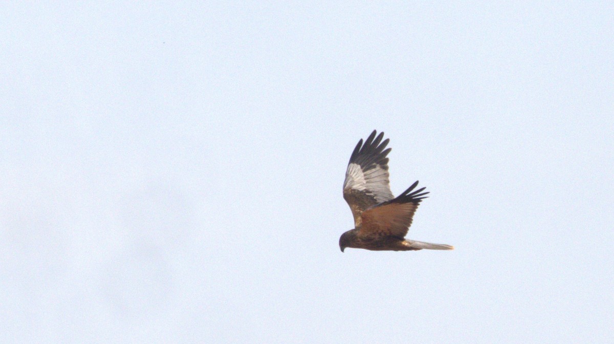 Western Marsh Harrier - ML646682656