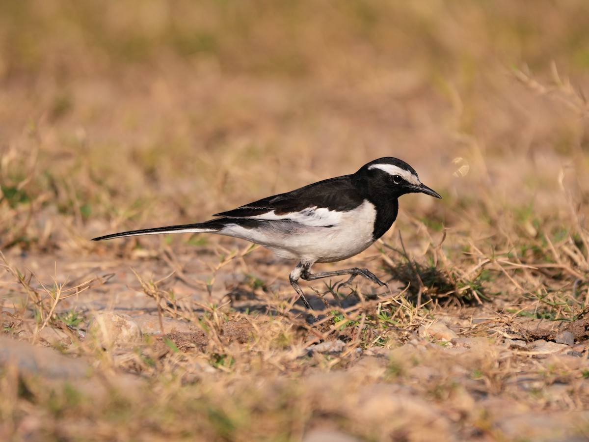 Bergeronnette indienne - ML646682657