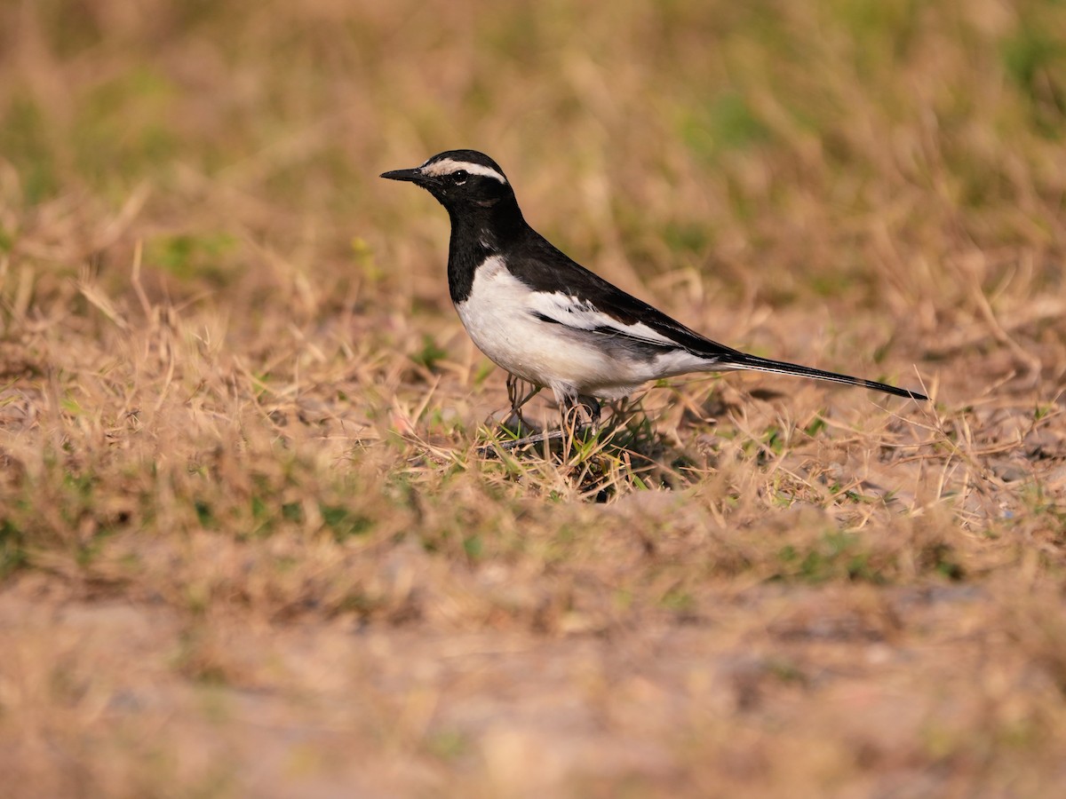 Bergeronnette indienne - ML646682658