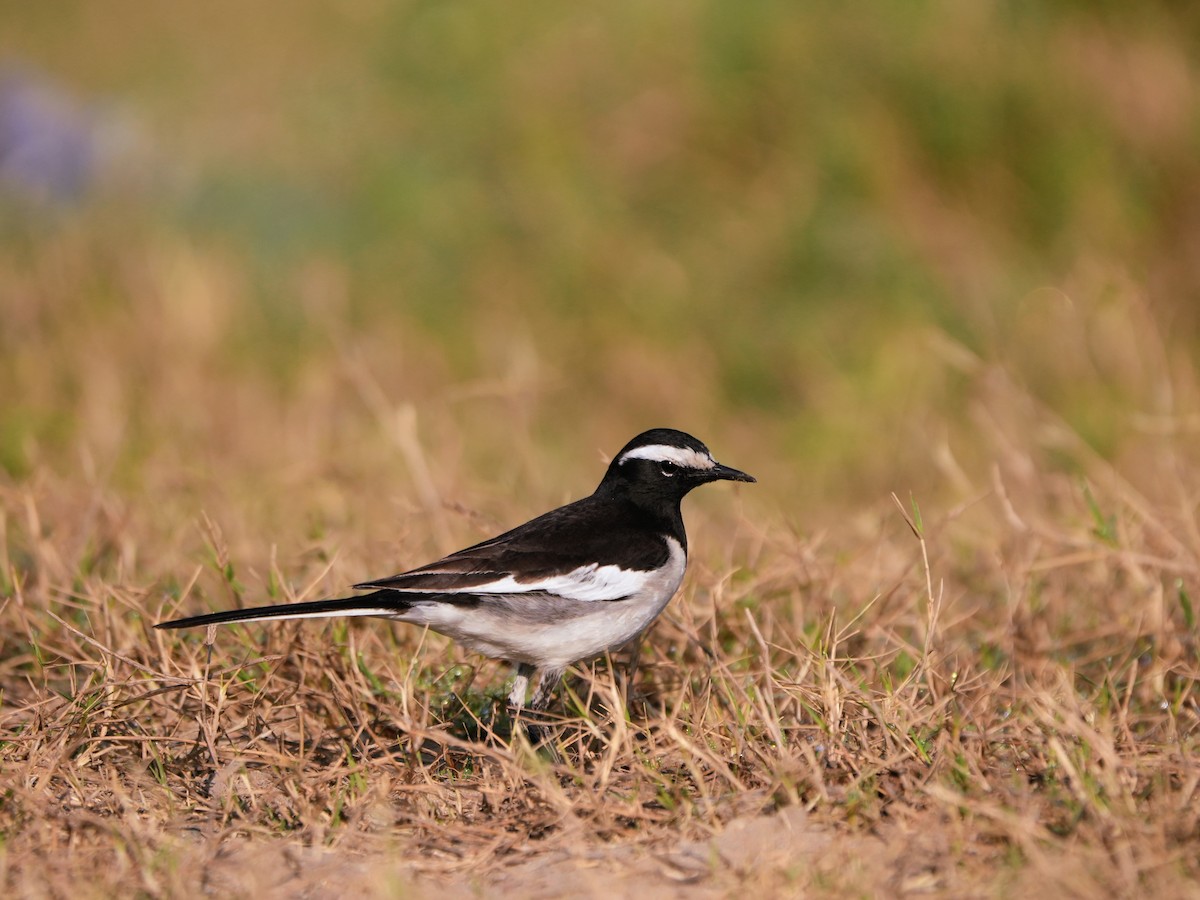 Bergeronnette indienne - ML646682659