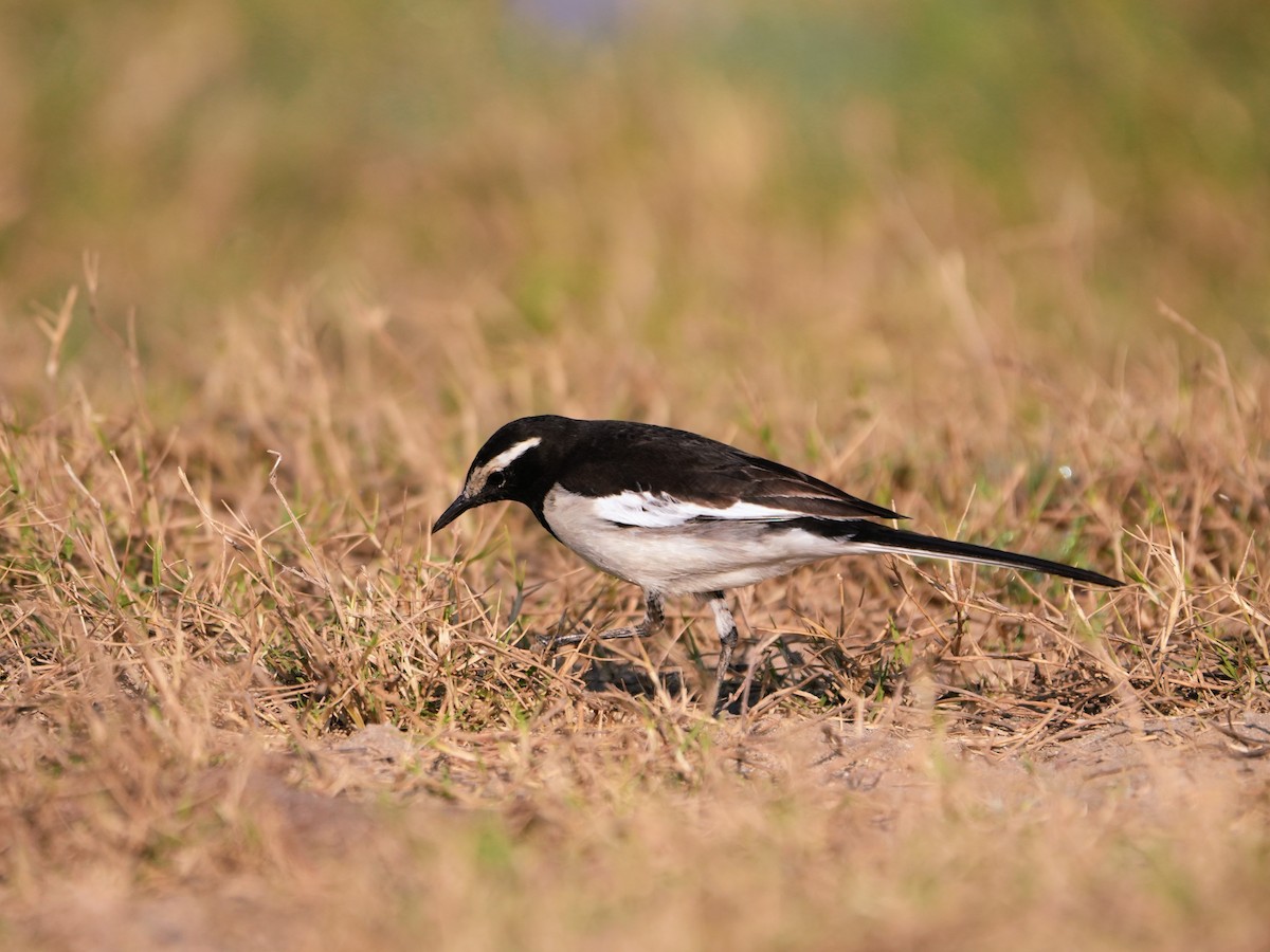 Bergeronnette indienne - ML646682660