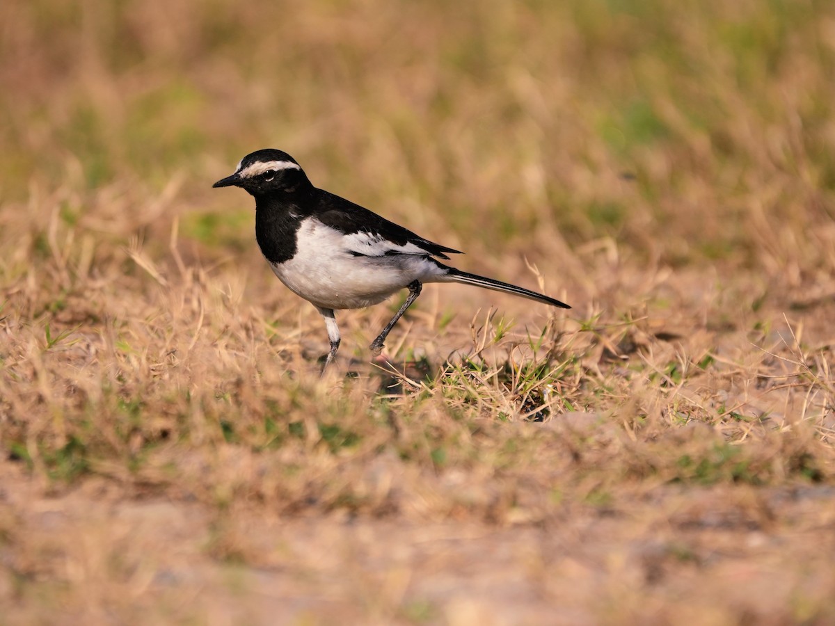 Bergeronnette indienne - ML646682661