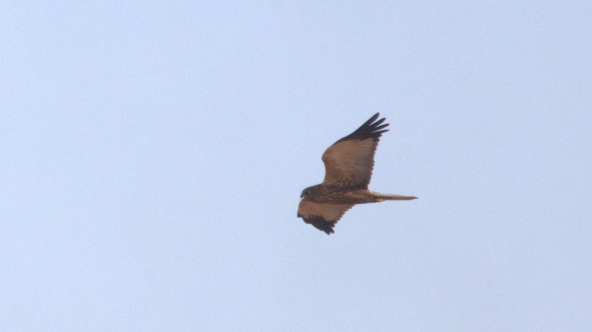 Western Marsh Harrier - ML646682663