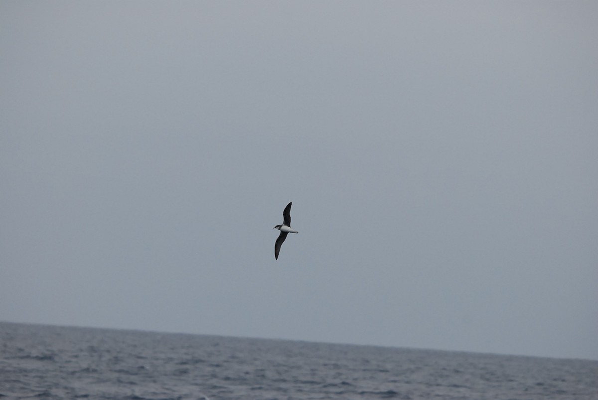 Soft-plumaged Petrel - ML646682664