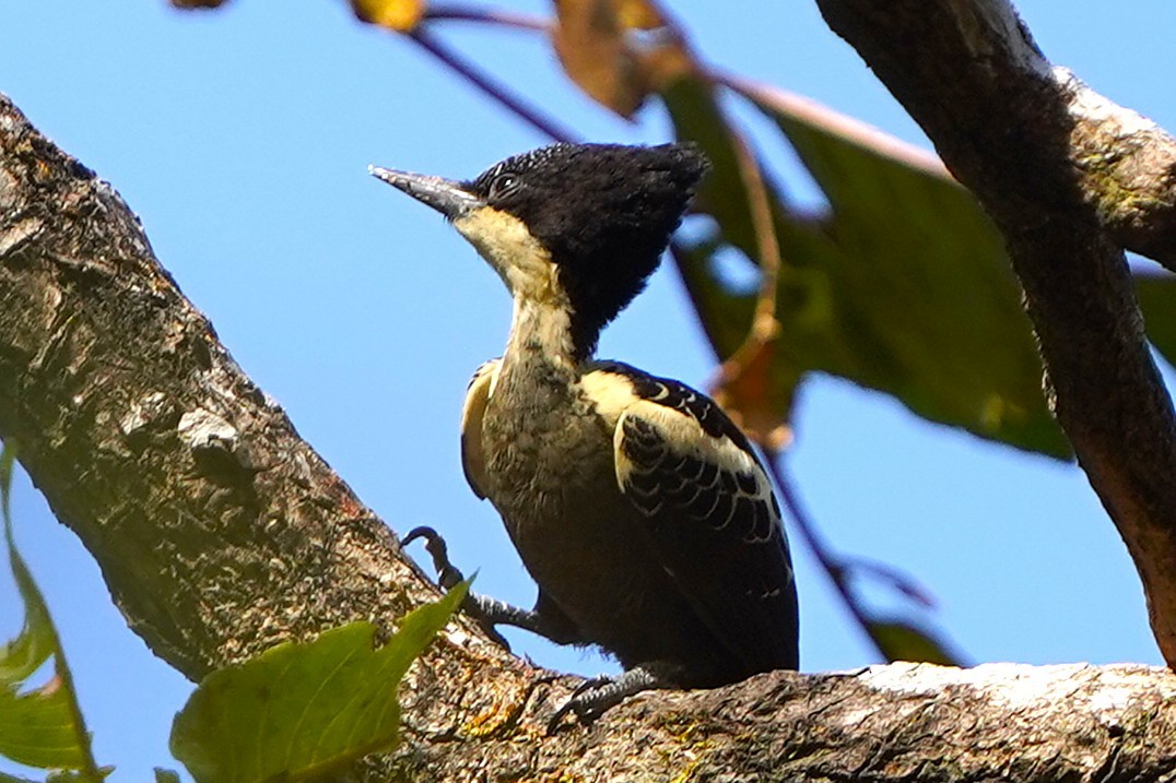 Rundschwanzspecht - ML646682666