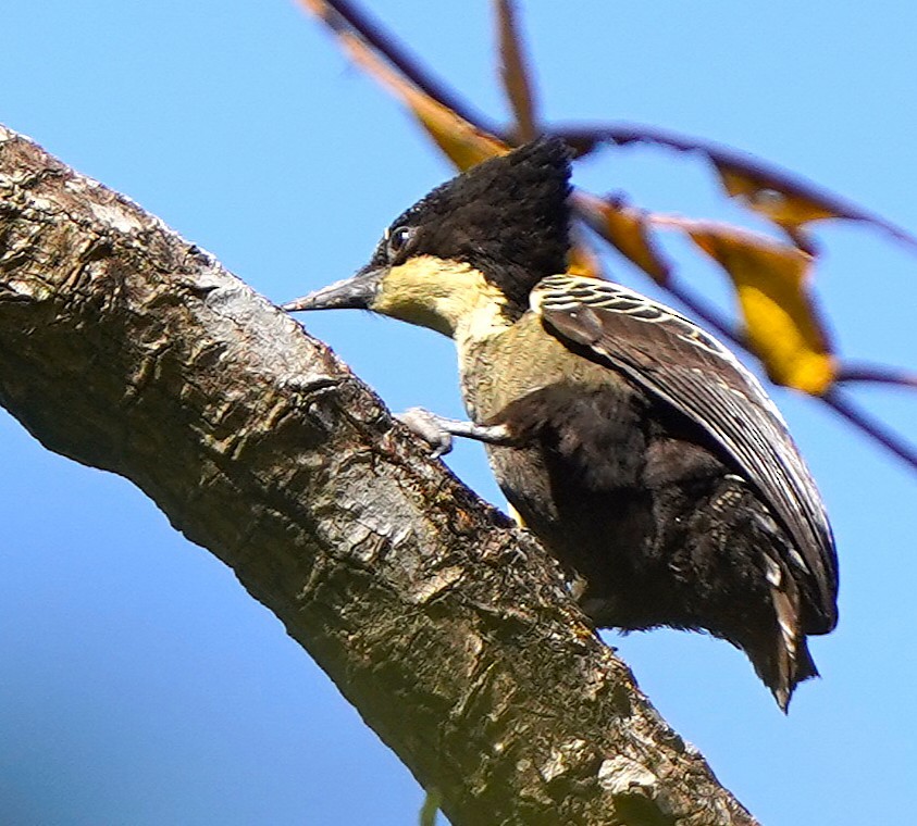 Rundschwanzspecht - ML646682669