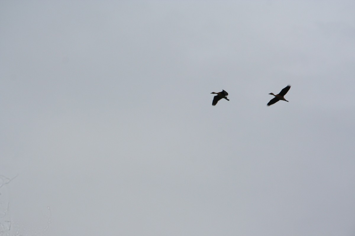 Lesser Whistling-Duck - ML646682671