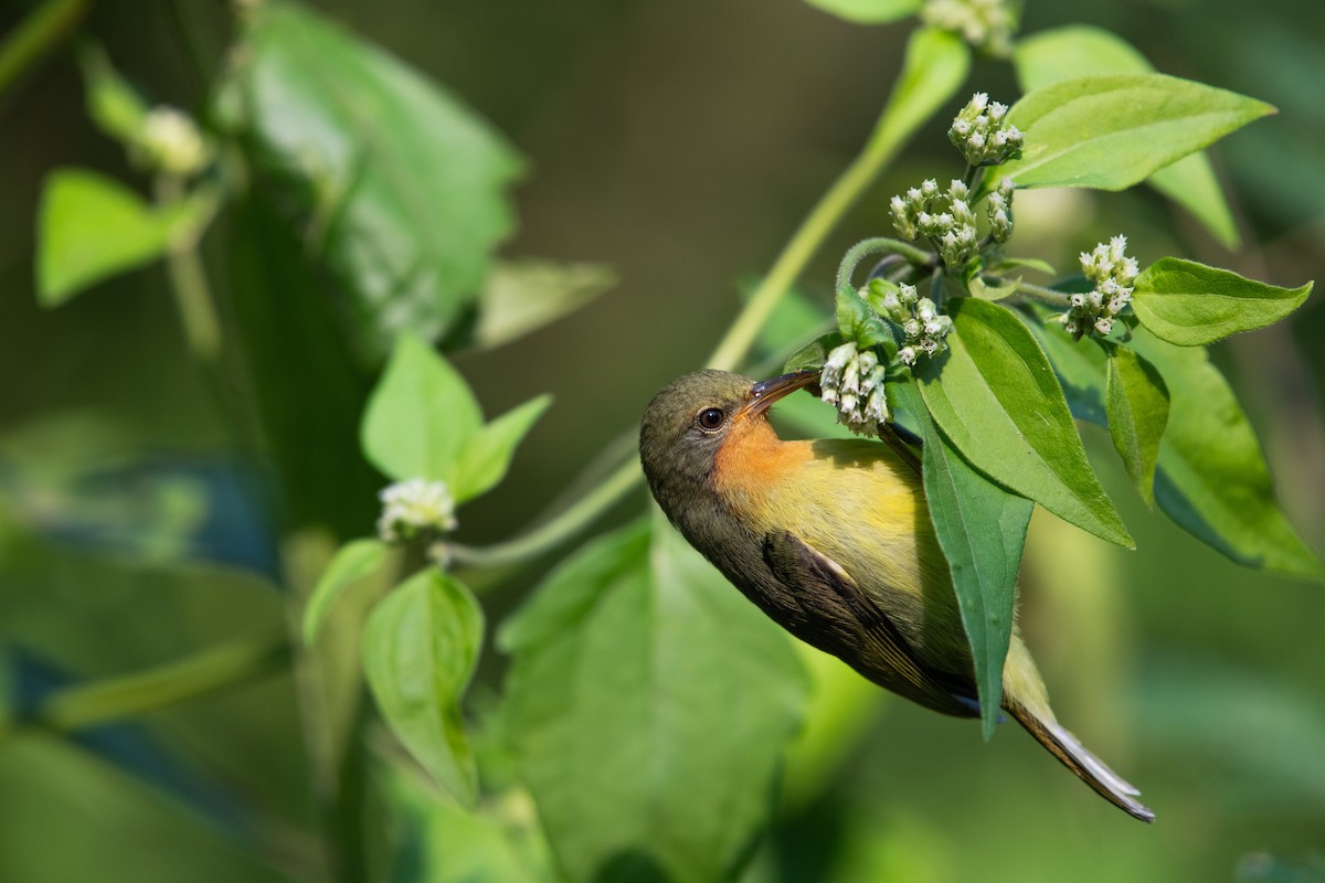 Ruby-cheeked Sunbird - ML646682672