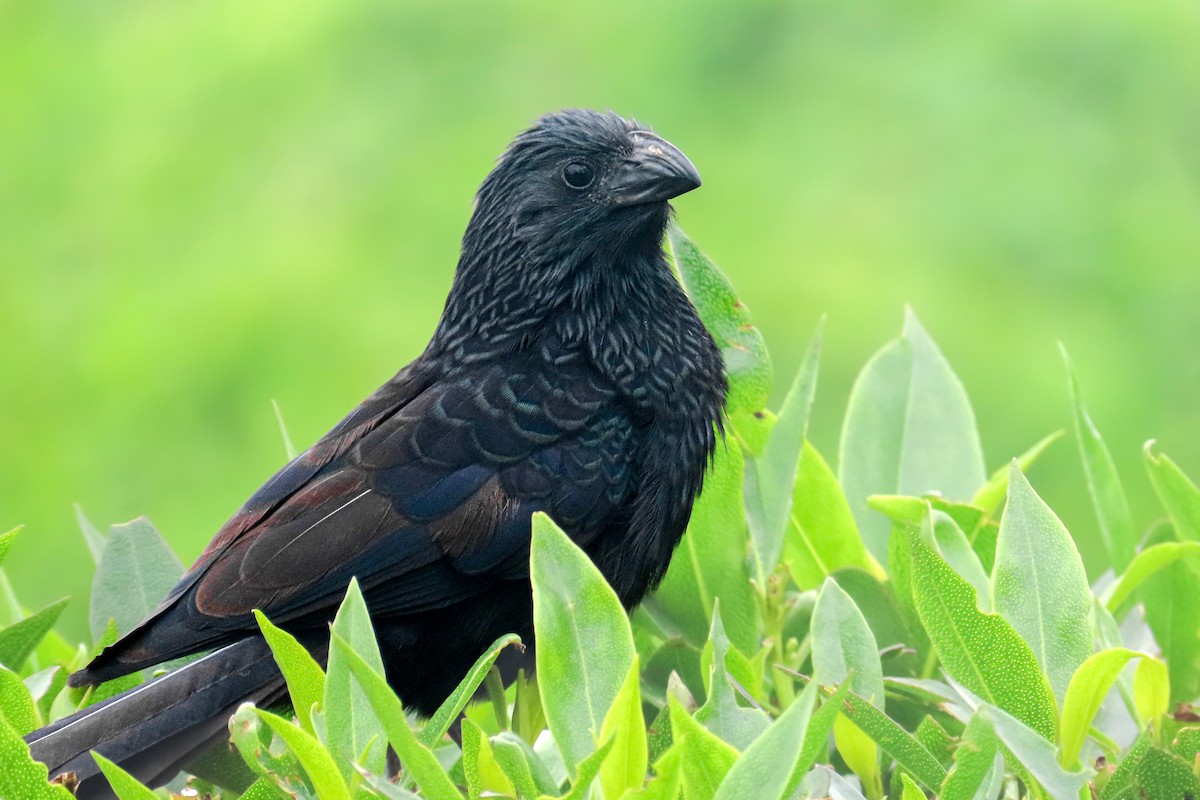 Ані малий - ML646682674