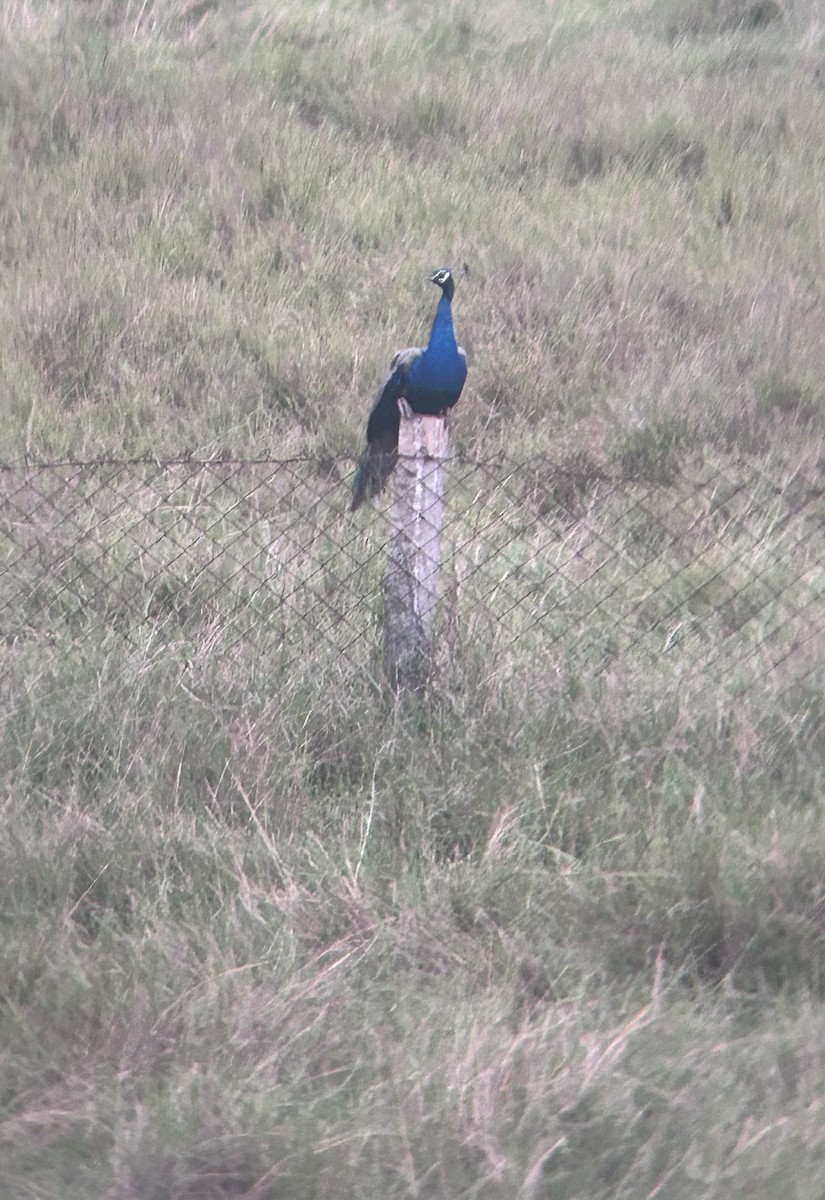 Indian Peafowl - ML646682675