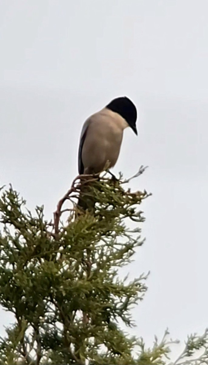 Iberian Magpie - ML646682678