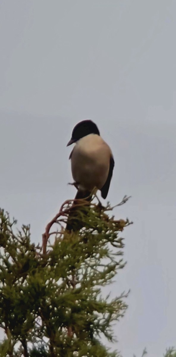 Iberian Magpie - ML646682679